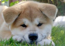 Хатико - порода собаки