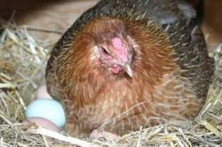 Разведение кур-несушек: общие рекомендации