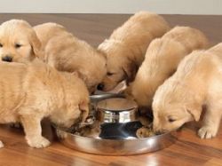Кормление щенков: продукты и режим