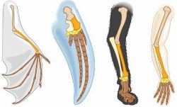 Гомологичные органы растений и животных