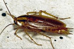 Мы – ребята удалые, ищем щели половые! - Как избавиться от тараканов