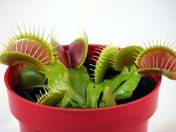 Венерина мухоловка - гроза мух и комаров