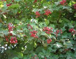 Ягода калина: полезные свойства, применение и противопоказания