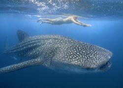 Китовая акула: безобидный гигант