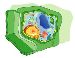 Что такое клеточная стенка? Клеточная стенка бактерий и грибов