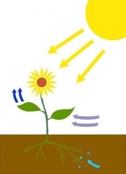 Темновая и световая фаза фотосинтеза. Где протекает световая фаза фотосинтеза?