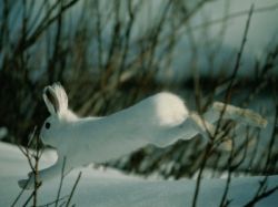 Охота на зайца: способы и хитрости