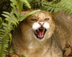 Экзотические домашние кошки: камышовый кот