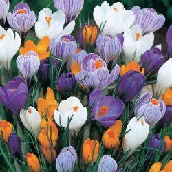 Самые красивые весенние цветы в саду