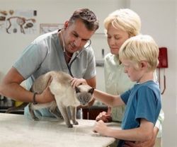 Лишай у кошек. Общая информация