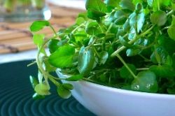 Кресс-салат: выращивание на подоконнике