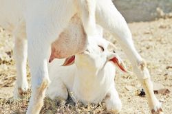 Такое полезное козье молоко