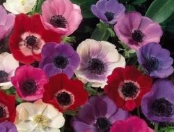 Анемона - цветок, который украсит сад