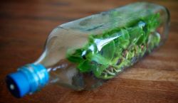 Орхидея в горшках: какие емкости лучше выбрать?