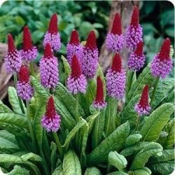 Цветы примула - выращивание и уход