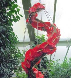 Цветы антуриум: культивирование и уход