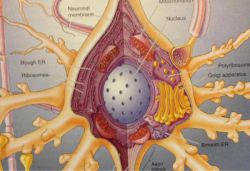 Функции и строение нейрона