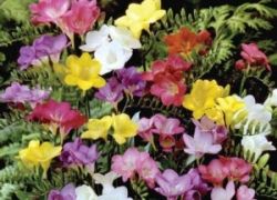 Фрезия - цветок, покоряющий своим ароматом