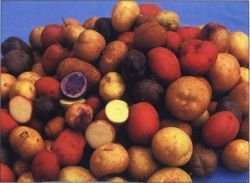 Сорта картофеля: какие предпочесть?