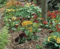 Примула садовая - первая весенная радость в саду