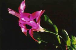 Декабрист - цветок, который порадует зимой