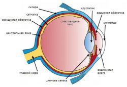 Оптическая система глаза человека. Оптическая система глаза состоит из...