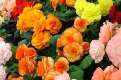 Бегония клубневая: уход, пересадка и размножение