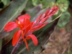 Индийская канна: цветы, уход, пересадка и размножение 