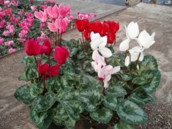 Цветок цикламен: особенности ухода 