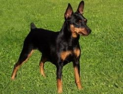 Карликовый пинчер: характеристики породы, содержание и уход