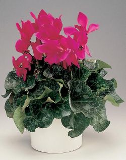 Цикламен персидский: важная информация