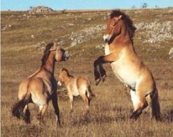 Лошадь Пржевальского – легендарная и исчезающая