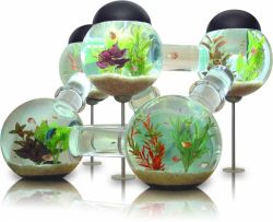 Запуск аквариума. С чего начать?