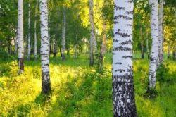 Сколько лет живет береза - русская красавица