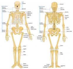 Из чего состоит человек? Химический и минеральный состав организма