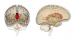 Мозолистое тело головного мозга: функции