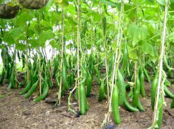 Период вегетации - что это такое?