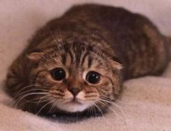 Как подобрать успокоительное для кошки