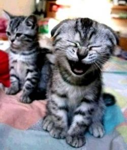 Кошка чихает – что делать?