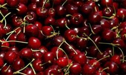Домашнее вино из вишни – просто и легко!