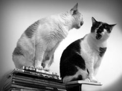 Притяжательные местоимения в английском языке