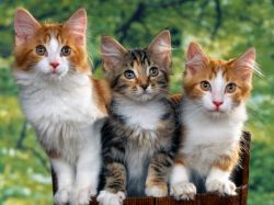 Как выбрать имя для кота?