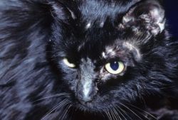 Как выглядит лишай у кошек, и как его можно лечить? 