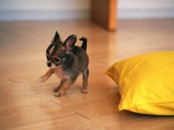 Чем кормить чихуахуа: важные рекомендации