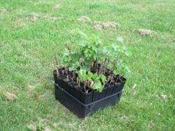 Секреты садоводства: посадка винограда черенками