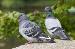 Птенцы голубей: какие они?