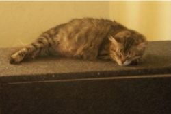 Сколько кошка вынашивает котят - вопрос не праздный