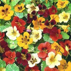 Настурция: выращивание и уход