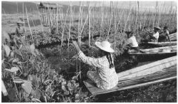 Традиционное общество: социология и история