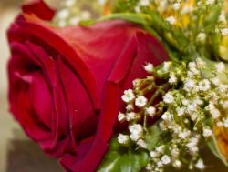 Заглянем в сонник. Цветы сулят радость и прибыль